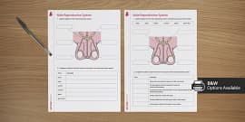 Male reproductive system worksheet answers