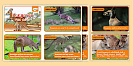What Is A Kangaroo Kangaroo Facts For Kids Twinkl Wiki