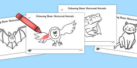 Nocturnal Animals PowerPoint - animals, nocturnal animals, nocturnal animals