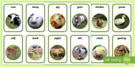 Farm Animals And Their Young Cards | Primary (teacher made)