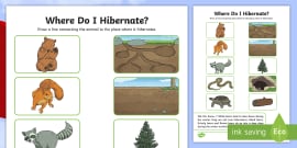 Don't Hog the Hedge! Who Hibernates? (Teacher-Made) - Twinkl