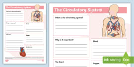 Heart and Circulatory System (for Teens)