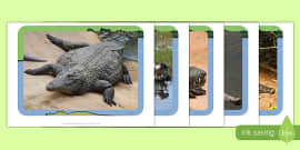 life cycle of a crocodile