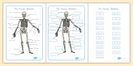 Parts of the Skeleton Worksheet (teacher made)