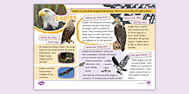 What Is An Eagle Eagle Facts For Kids Twinkl