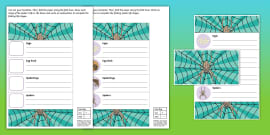 Snail Folding Life Stages Template (teacher made) - Twinkl