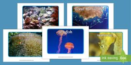 Great Barrier Reef Display Banner - KS1 Display Resources