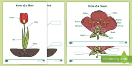 Parts of a Plant Worksheet / Worksheet (teacher made)