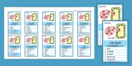 Making a Model of a Cell Homework Activity | Beyond