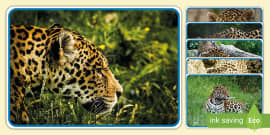 Why Are Jaguars Endangered? - Lesson for Kids - Video & Lesson Transcript