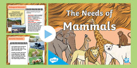 KS1 All About Mammals Fact File Activity Pack - Twinkl