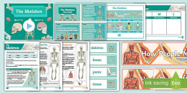 Parts of the Human Skeleton Worksheet - Science Resource - Twinkl