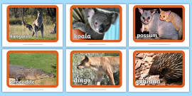 Australian Animal Flash Cards 