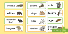 Life Cycle of a Koala Display Poster - Biological Sciences