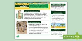 What is a Fact File? - Answered - Twinkl Teaching Wiki