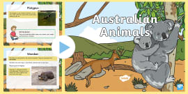 Native Australian Animals - Australian Animals List - Twinkl