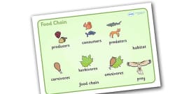Food Chain PowerPoint - food chains, animal food chains, food
