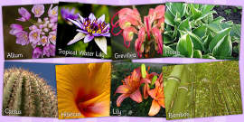 Flowers And Plants Flashcards PDF - Primary Resource