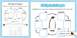 Label the Penguin Activity for K-2nd Grade | Twinkl USA