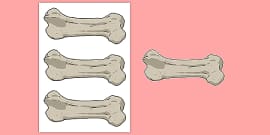 What are Bones? | Bones of the Human Skeleton - Teaching Wiki