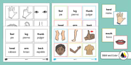 FREE! - Body Parts in Spanish Worksheet | Body Parts Labelling