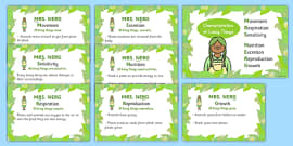 Flash Cards Pollination KS2 Pollination Lesson Teaching Pack