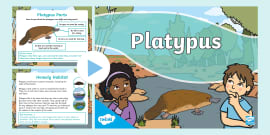 Platypus Fact Sheet (teacher made) - Twinkl