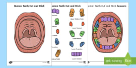 Teeth KS2 Labeling Worksheet - Teaching Resource - Twinkl