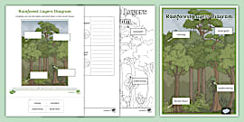 Layers Of The Rainforest Anchor Chart Pack For K 2nd Grade Layers Of The Rainforest Anchor Chart Pack For K 2nd Grade