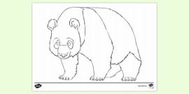 Free Red Panda Colouring Colouring Sheets