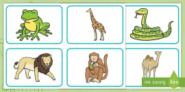 Zoo Animals Pictures - A5 Photos - Teaching Resources