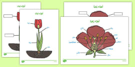 بوربوينت عرض دورة حياة النبات الزهري
