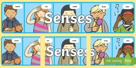 My Senses Display Posters (teacher made) - Twinkl