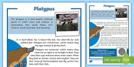 Strong Little Platypus - Platypus Features Activity - Twinkl