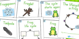 Frog Life Cycle Cut And Paste Activity (Teacher-Made)