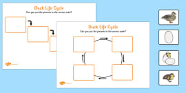 Swan Life Cycle Worksheet - Hen Life Cycle Worksheets