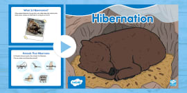 Animals that Hibernate: Hibernation PowerPoint - Twinkl