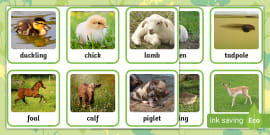 Animals and Their Young Matching Picture Cards - Twinkl