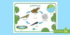 المرحلة الثانية من حياة الضفدع