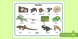 Australian Animals Years 3-6 Reptiles Differentiated Worksheet