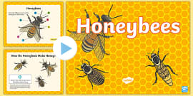 How Honey Is Made Worksheet / Worksheet, worksheet