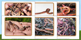 Earthworms - External features, diet, reproduction - Teaching Wiki