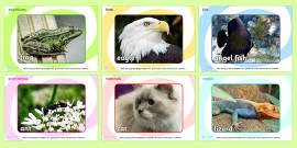 Animals Including Humans Photo Display Banner - animals, humans