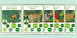 Animal Action Cards (teacher made) - Twinkl