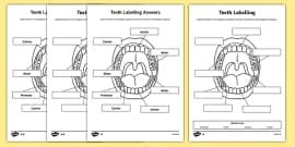 all about teeth ks2 powerpoint
