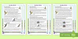 Bird Fact File Worksheets