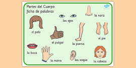 Partes Del Cuerpo Topic Word Cards Spanish - Spanish, Parts