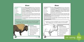 Bison Fact File Worksheet / Worksheet (teacher made)