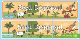 Seed Dispersal Display Posters (teacher made) - Twinkl