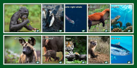 Endangered Animals Who Am I? PowerPoint - KS1 - Primary Resource